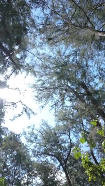 Experimente Belleza Etérea Luz Solar Filtrándose Través Las Ramas Hojas — Vídeo de stock