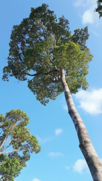 Contemplar Beleza Serena Uma Árvore Solitária Alto Contra Pano Fundo — Vídeo de Stock