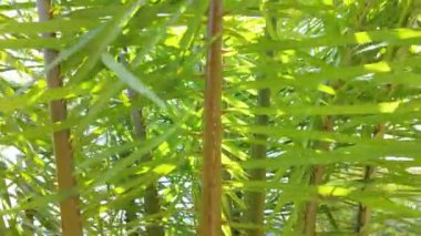 Bir bitki sapının ve canlı yaprakların karmaşık detaylarına odaklanarak, tropikal bitki örtüsünün özünü çarpıcı detaylarıyla yakalayarak, tropikal yeşilliğin verimli yeşilliğini yakından inceleyin.