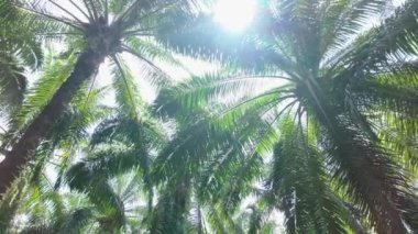 Palmiye dallarının güneş ışığında zarifçe sallanışını izleyin. Palmiye taçları ve güneş ışınlarıyla büyüleyici bir tropikal güzellik manzarası oluşturun..