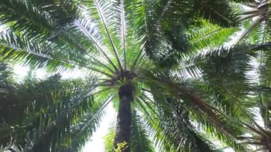 Palmiye dallarının güneş ışığında zarifçe sallanışını izleyin. Palmiye taçları ve güneş ışınlarıyla büyüleyici bir tropikal güzellik manzarası oluşturun..