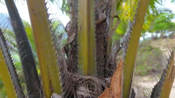 Explore Cerca Exuberante Vegetación Del Follaje Tropical Con Enfoque Los — Vídeo de stock