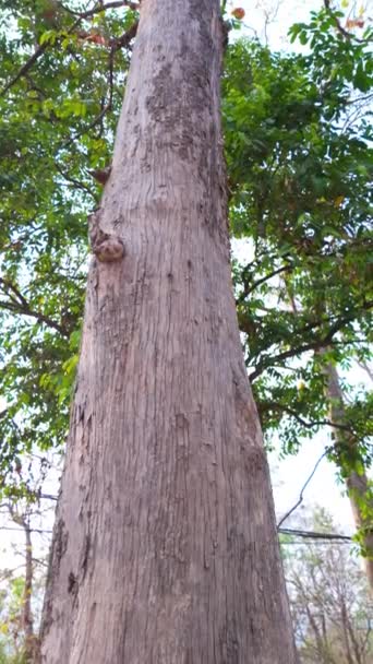 Zázrak Nad Robustním Hustým Kmenem Majestátního Stromu Stojícího Vysoko Parku — Stock video