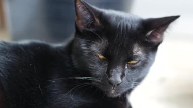  Siyah bir kedi portresi olan dingin bir evcil hayvanın özü. İçlerinde delici sarı gözler ve sakin bir tavır var. Hayvanseverler ve Cadılar Bayramı temalı projeler için mükemmel.