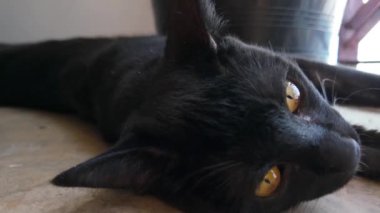 Kara bir kedinin büyüleyici bakışları yerde yatarken, ağızlığı ve gözleri büyüleyici bir şekilde yakın plan portrede resmedilmiş. Kedi severler, hayvan fotoğrafçıları ve hayvanlar için mükemmel.