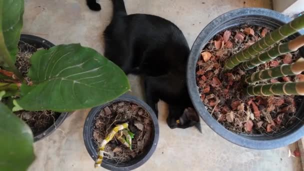 Gato Negro Descansa Medio Plantas Maceta Balcón Exudando Calma Serenidad — Vídeo de stock