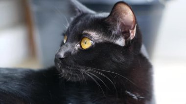  Siyah bir kedi portresi olan dingin bir evcil hayvanın özü. İçlerinde delici sarı gözler ve sakin bir tavır var. Hayvanseverler ve Cadılar Bayramı temalı projeler için mükemmel.