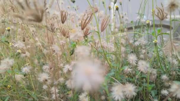 クローズアップビューの草やタンポポのような花の複雑な詳細 自然の美しさと花の野生の花の魅力をキャプチャします 自然愛好家に最適 — ストック動画