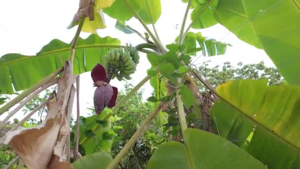Etapy Wzrostu Bananów Jak Żywe Zielone Banany Pojawiają Się Dojrzewają — Wideo stockowe
