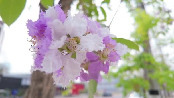 Természet Szépsége Ahogy Tavaszi Évszakban Finom Virágok Nyílnak Egy Faágon — Stock videók