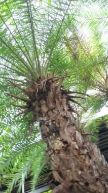 Canlı yeşillikler, yükselen ağaçlar ve dingin bir park bahçesindeki yemyeşil bitki örtüsü arasında duyusal bir yolculuğa çıkın. Doğa uyumu tazelik ve sükunet vahası oluşturur..