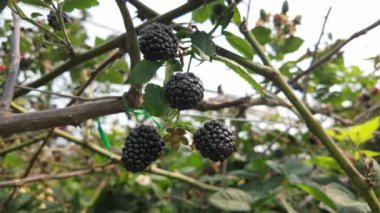 Taze böğürtlenlerin canlı renklerini çiftliklerde yetişen, bereketli hasadı ve verimli bir çiftliğin doğal güzelliğini gösteren canlı renkleri deneyin..