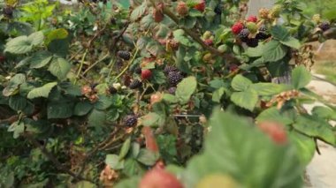 Taze böğürtlenlerin canlı renklerini çiftliklerde yetişen, bereketli hasadı ve verimli bir çiftliğin doğal güzelliğini gösteren canlı renkleri deneyin..