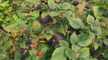 Taze böğürtlenlerin canlı renklerini çiftliklerde yetişen, bereketli hasadı ve verimli bir çiftliğin doğal güzelliğini gösteren canlı renkleri deneyin..