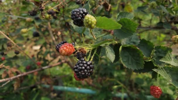 Experience Vibrant Hues Ripe Blackberries Flourishing Farms Bushes Showcasing Bountiful — Vídeos de Stock