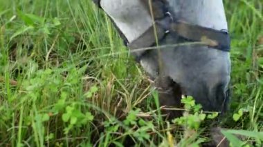 Açık gri bir at köyün yakınındaki yemyeşil çimlerde huzur içinde otluyor. Kırsal yaşam, hayvanlar ve sakin manzaralarla ilgili konular için ideal.