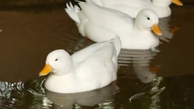 Beyaz bir ördek, kuş yetiştiriciliğini ve çiftlik hayatını resmeden bir çiftlikte paytak paytak yürüyor. Kümes hayvanları ve kırsal tarımla ilgili konular için mükemmel..