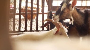 Bir çiftlikte boynuzlu bir keçinin yakın çekimi, yüzünü ve yüz ifadelerini gösteriyor. Çiftlik hayatı, hayvanlar ve kırsal yaşam ile ilgili konular için ideal