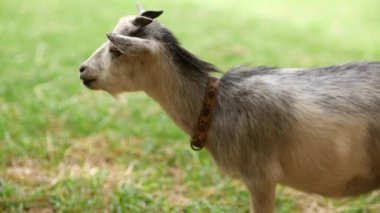  Çiftlikte keçi, yüzünü ve yüz ifadelerini gösteriyor. Çiftlik hayatı, hayvanlar ve kırsal yaşam ile ilgili konular için ideal