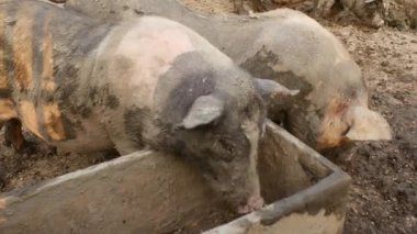 Çiftlikte çamurlu bir ağılda debelenen domuzlar, yalağın yanında oynayıp dışarıda eğleniyorlar. Çiftçilik, çiftlik hayvanları ve kırsal yaşamla ilgili konular için mükemmel..