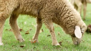 Yeşil bir tarlada otlayan koyunların huzurlu bir videosu. Ot yiyorlar, hareketsiz duruyorlar ve izleyiciye bakıyorlar. Huzurlu kırsal atmosfer vurgulandı