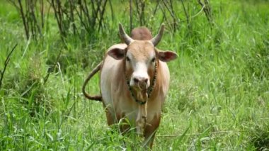 Zebu inekleri, çiftlik hayvanlarının günlük yaşamlarını sergileyerek bir çiftlikte huzur içinde otlarlar. Tarımsal ve kırsal yaşam tarzı temaları için ideal.