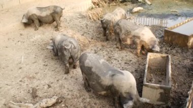 Çiftlikte çamurlu bir ağılda debelenen domuzlar, yalağın yanında oynayıp dışarıda eğleniyorlar. Çiftçilik, çiftlik hayvanları ve kırsal yaşamla ilgili konular için mükemmel..