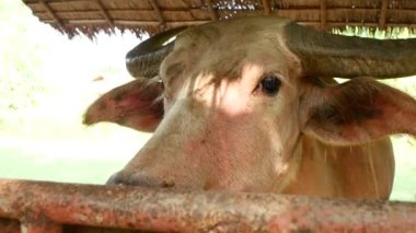 Çitin arkasındaki çiftlik hayvanlarının videosu. Domuz burnu, inek burnu ve su bufalosu. İp takan bir inekle hayvanlar ve tarım arasındaki bağlantıyı vurguluyorlar.