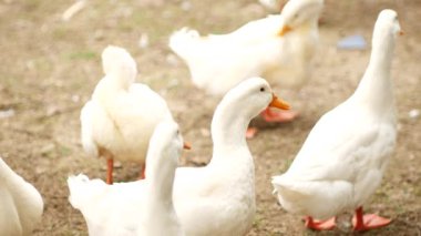 Turuncu gagalı beyaz ördek sürüsü yerde birlikte durur, huzur içinde yaşarlar ve huzurlu bir ortamda vakit geçirirler.