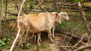 Zebu inekleri, çiftlik hayvanlarının günlük yaşamlarını sergileyerek bir çiftlikte huzur içinde otlarlar. Tarımsal ve kırsal yaşam tarzı temaları için ideal.