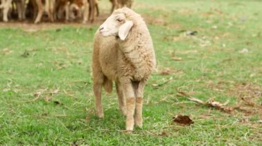 Yeşil bir tarlada otlayan koyunların huzurlu bir videosu. Ot yiyorlar, hareketsiz duruyorlar ve izleyiciye bakıyorlar. Huzurlu kırsal atmosfer vurgulandı