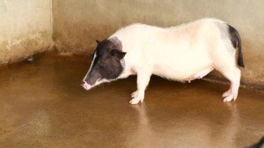 Çiftlik evindeki benekli domuzlar, hareket ediyorlar ve birbirleriyle etkileşim halindeler. Sahne çiftlik hayvanlarının ve kırsal tarımın yaşamını vurguluyor.