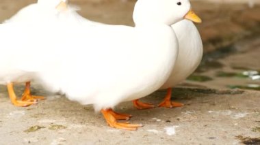 Beyaz bir ördek, kuş yetiştiriciliğini ve çiftlik hayatını resmeden bir çiftlikte paytak paytak yürüyor. Kümes hayvanları ve kırsal tarımla ilgili konular için mükemmel..