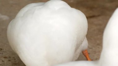 Beyaz bir ördek, kuş yetiştiriciliğini ve çiftlik hayatını resmeden bir çiftlikte paytak paytak yürüyor. Kümes hayvanları ve kırsal tarımla ilgili konular için mükemmel..