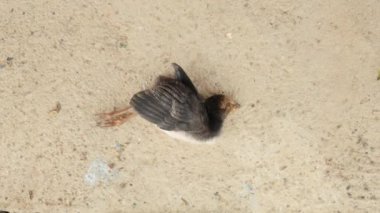 Kasvetli bir sahne, yolda yatan cansız bir kuşu gözler önüne seriyor. Şehir ortamlarındaki vahşi yaşamın kırılganlığının dokunaklı bir hatırlatıcısı. Bu görüntü doğanın hassasiyetinin ciddiyetini yakalar.