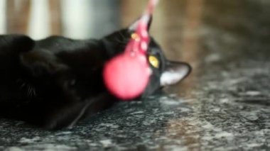 Canlı pembe iplik topuyla meşgul olan siyah bir kedinin şakacı soytarılıklarına tanık olun..