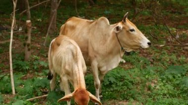 Zebu inekleri, çiftlik hayvanlarının günlük yaşamlarını sergileyerek bir çiftlikte huzur içinde otlarlar. Tarımsal ve kırsal yaşam tarzı temaları için ideal.