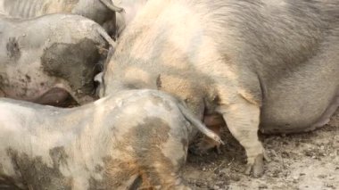 Çiftlikte çamurlu bir ağılda debelenen domuzlar, yalağın yanında oynayıp dışarıda eğleniyorlar. Çiftçilik, çiftlik hayvanları ve kırsal yaşamla ilgili konular için mükemmel..