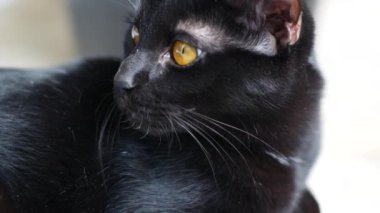  Siyah bir kedi portresi olan dingin bir evcil hayvanın özü. İçlerinde delici sarı gözler ve sakin bir tavır var. Hayvanseverler ve Cadılar Bayramı temalı projeler için mükemmel.