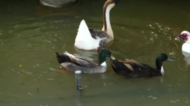 Ördeklerin ve bir kazın huzurlu bir gölette yüzüp suda süzülerek sakin bir manzara yarattıkları bir video. İzleyiciler birlikte uyum içinde yüzerken huzur ve güzelliğe değer verirler.
