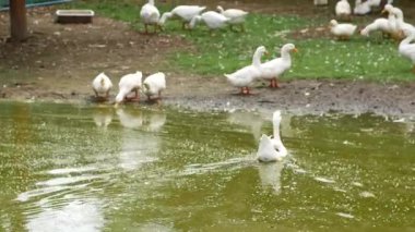 Turuncu gagalı beyaz ördek sürüsü yerde birlikte durur, huzur içinde yaşarlar ve huzurlu bir ortamda vakit geçirirler.