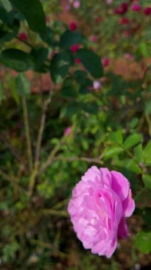 Çiçek açan, canlı ve güzel kokulu güller sergilenen yemyeşil bir gül çalısı. Sahne, huzur ve güzelliğin özünü yakalıyor. Huzurlu bir günde bir gül bahçesinin cazibesini çağrıştırıyor. Tam oldu.