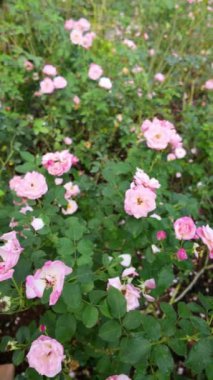 Çiçek açan, canlı ve güzel kokulu güller sergilenen yemyeşil bir gül çalısı. Sahne, huzur ve güzelliğin özünü yakalıyor. Huzurlu bir günde bir gül bahçesinin cazibesini çağrıştırıyor. Tam oldu.