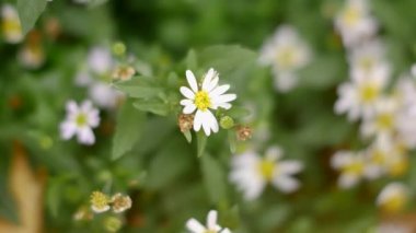 Yeşil çimenlerin arasında açan beyaz papatya sürüsü. Video, bu çiçeklerin doğal otlak alanlarındaki güzelliklerini gösteriyor..