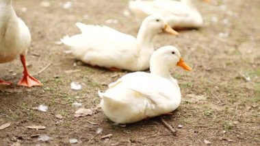 Turuncu gagalı beyaz ördek sürüsü yerde birlikte durur, huzur içinde yaşarlar ve huzurlu bir ortamda vakit geçirirler.