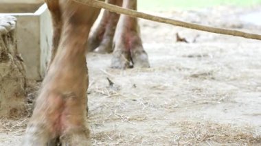 Çitin arkasındaki çiftlik hayvanlarının videosu. Domuz burnu, inek burnu ve su bufalosu. İp takan bir inekle hayvanlar ve tarım arasındaki bağlantıyı vurguluyorlar.