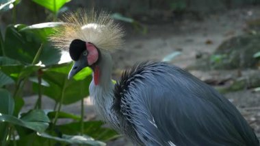 Görkemli gri taçlı bir vinç, tropikal yeşillikler ve kayalık arazilerle çevrili gölgeli bir hayvanat bahçesinde zarifçe duruyor. Ayırt edici altın taç tüyleri ışıkta parlıyor.