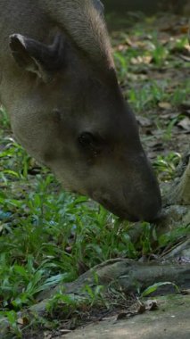 Taze yeşil yaprakları kemirmek için uzanan tapirin yakın plan çekimi. Yaprakları tutmak için esnek burnunu kullanıyor. Sahne, yumuşak doğal ışık ve sükunetle gölgeli bir ormanda geçiyor.