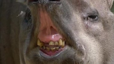 Bir musluğun başındaki detaylar, ifade ortasında ağzı hafifçe açık ve dişleri görünür bir şekilde ele geçirilmiş. Görüntü, hayvanların ayırt edici burunlarını, dokulu derilerini ve yuvarlak kulaklarını vurgular. Tarafsız