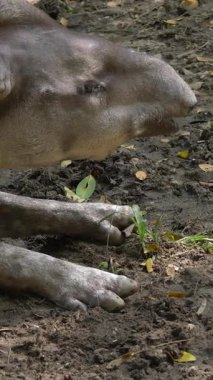 Yalnız bir tapir, sakin bir atmosferle çevrili ve yakındaki kayalarla gölgelenmiş doğal bir çevrenin içinde, çimenli bir alanda rahatça dolaşır. Kalın ve pürüzsüz hayvanlar yumuşak yansıtır.